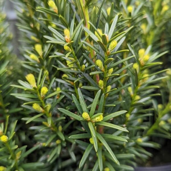 Kukmedis tarpinis 'Hicksii'