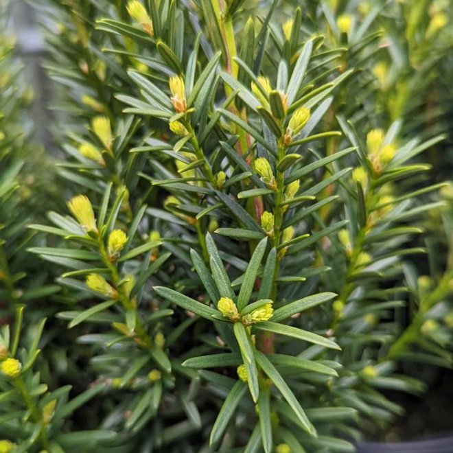 Kukmedis tarpinis 'Hicksii' - Image 2