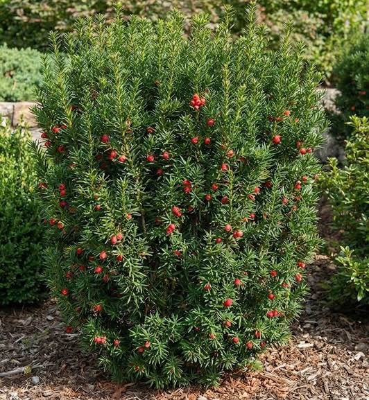 Kukmedis tarpinis 'Hicksii'