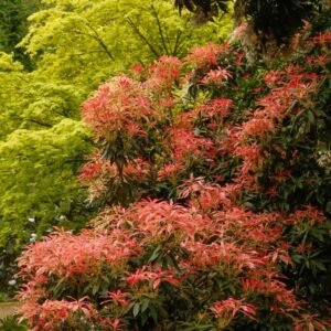 Japoninis bereinutis - Image 1