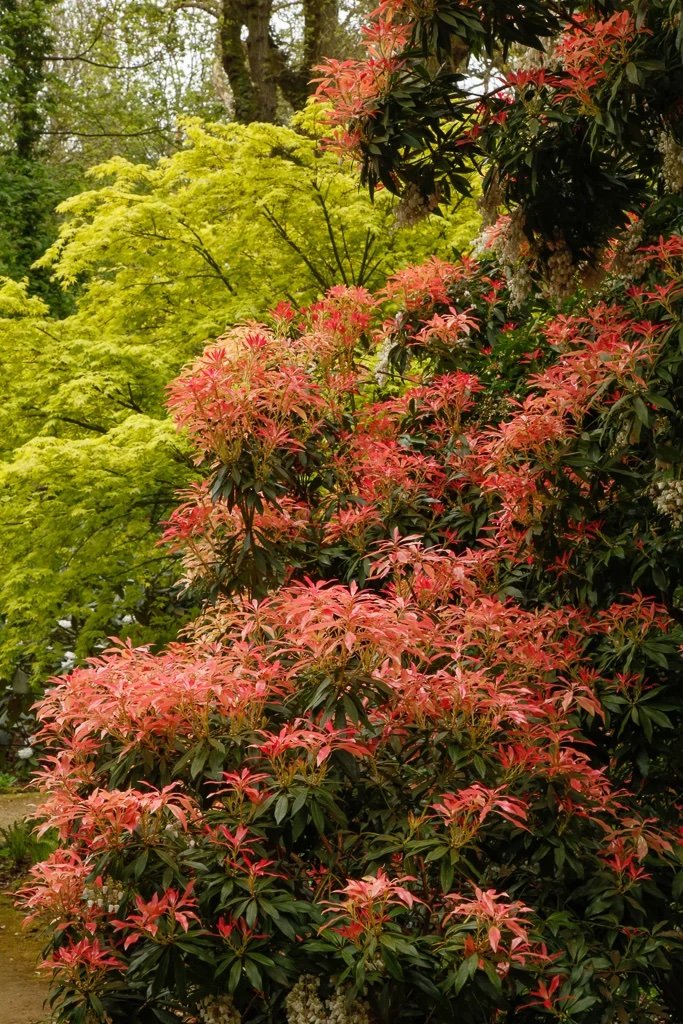 Japoninis bereinutis - Image 1