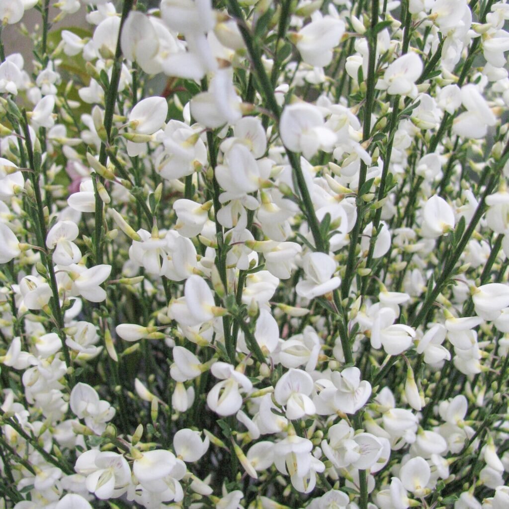 Raipstas 'White Lion'