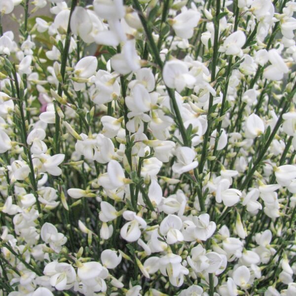 Raipstas 'White Lion'