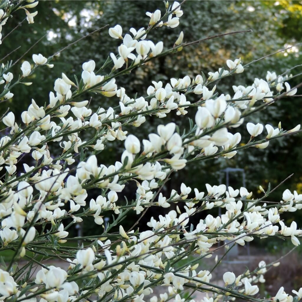 Raipstas 'White Lion'
