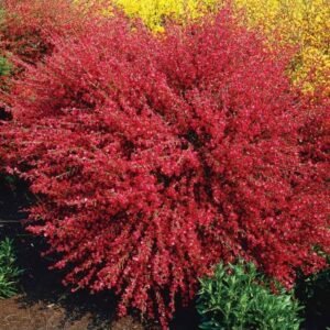 Raipstas 'Boskoop Ruby' - Image 1