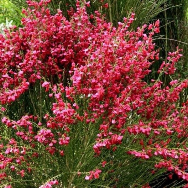 Raipstas 'Boskoop Ruby'