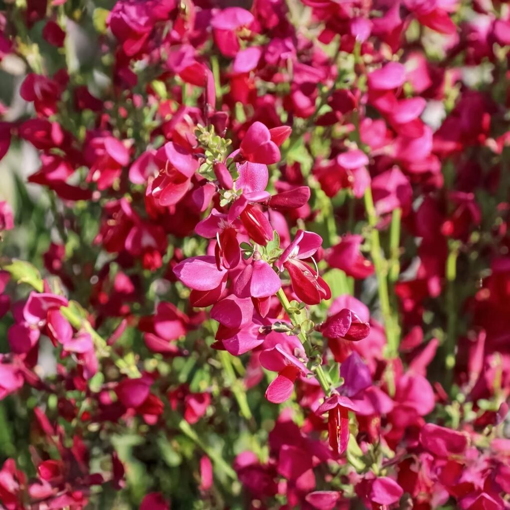 Raipstas 'Boskoop Ruby'