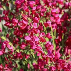Raipstas 'Boskoop Ruby' - Image 3