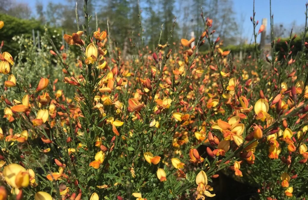 Raipstas 'Apricot Gem'