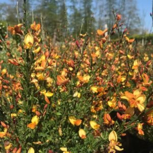 Raipstas 'Apricot Gem' - Image 2