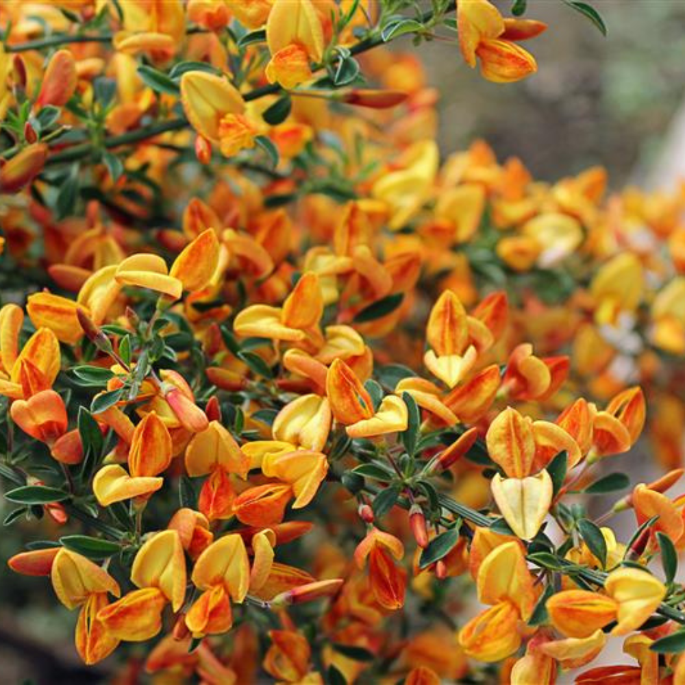 Raipstas 'Apricot Gem' - Image 3