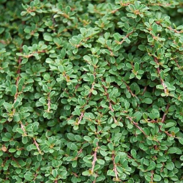 Kaulenis 'Schneider'