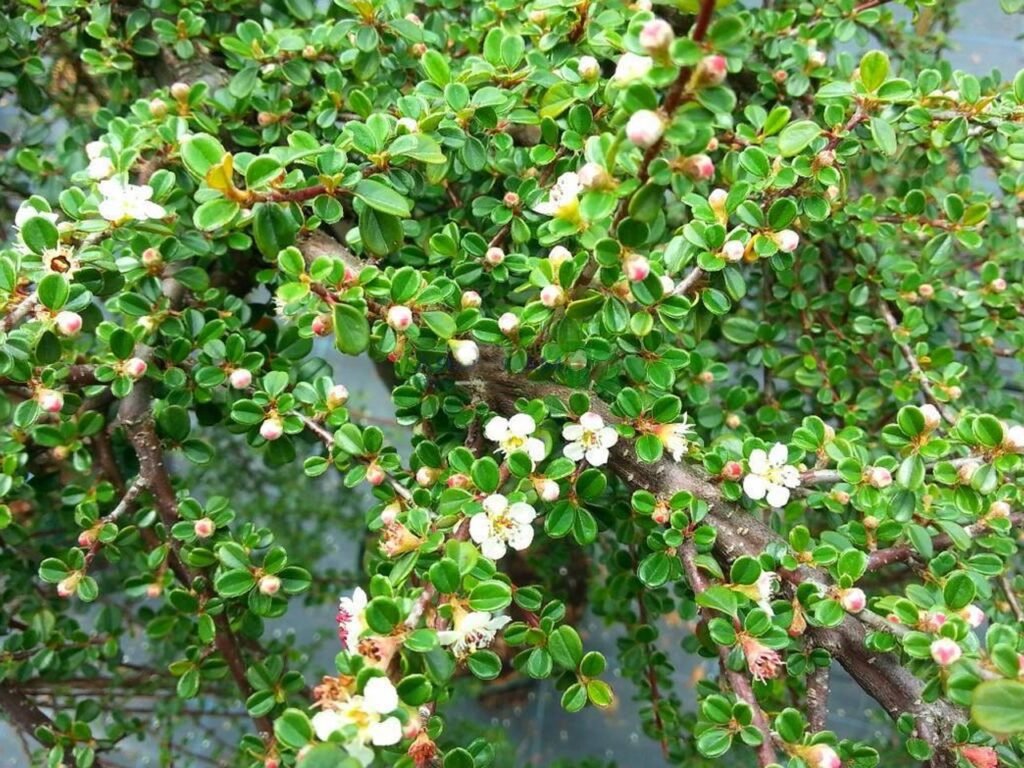 Kaulenis 'Schneider'