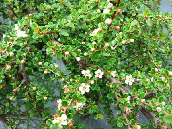 Kaulenis 'Schneider'