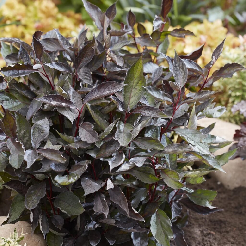 Sedula baltoji 'Nightfall'