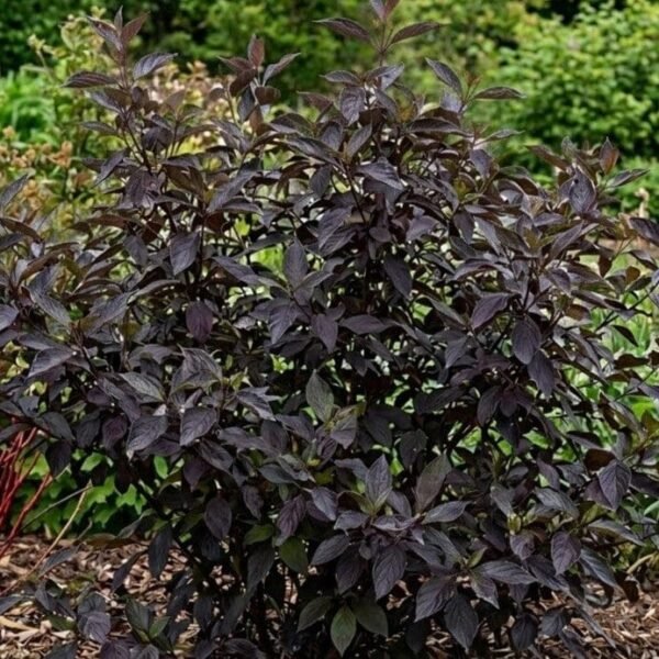 Sedula baltoji 'Nightfall'