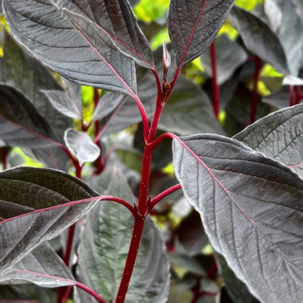Sedula baltoji 'Nightfall'