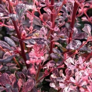 Raugerškis tunbergo ‘Harlequin‘ - Image 2