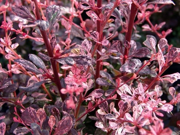 Raugerškis tunbergo ‘Harlequin‘