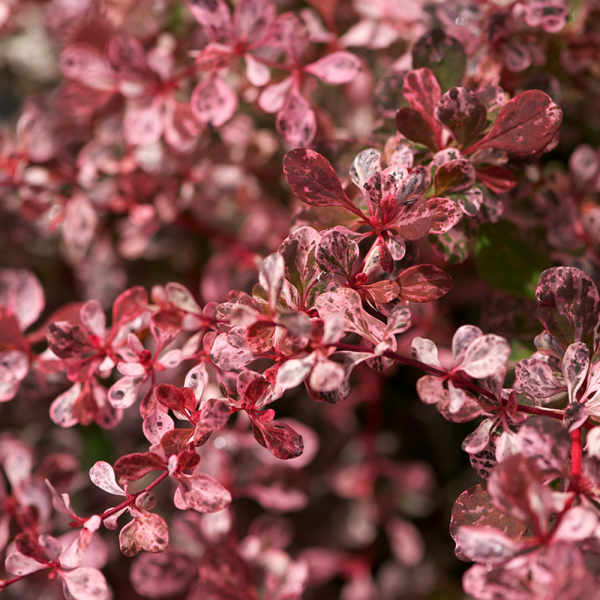 Raugerškis tunbergo ‘Harlequin‘