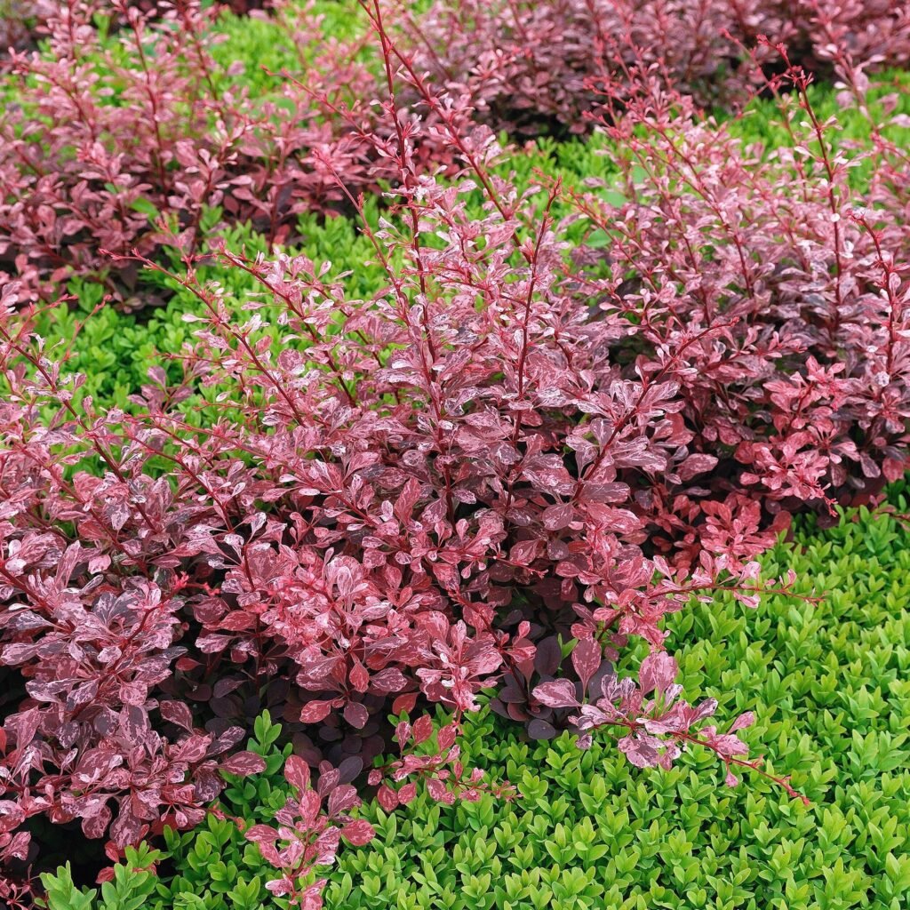 Raugerškis tunbergo ‘Harlequin‘
