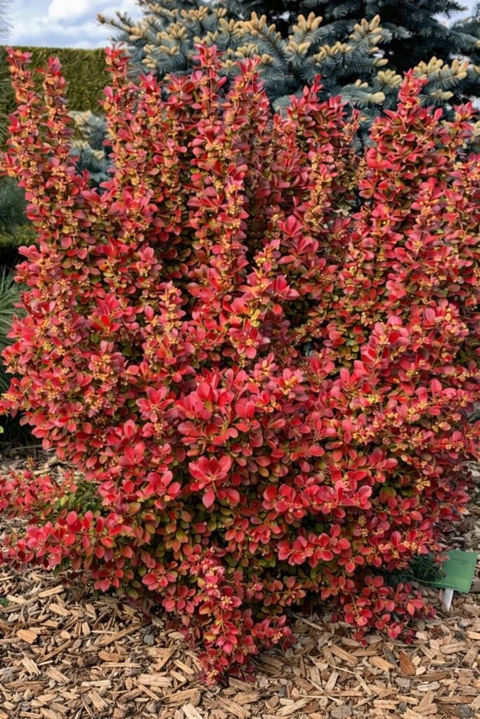 Raugerškis tunbergo ‘Florence‘