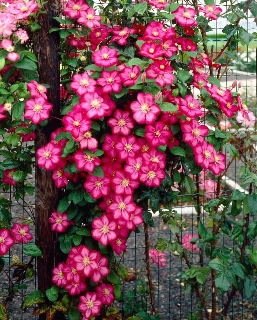 Raganė 'Ville de Lyon' - Image 1