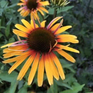 Ežiuolė 'Funky Yellow' - Image 2