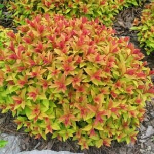 Japoninė lanksva 'Goldflame' - Image 1