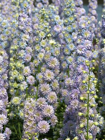 Pentinius 'Moonlight'