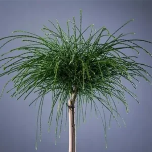 Siūlinė tuja ant koto 'Whipcord' - Image 2