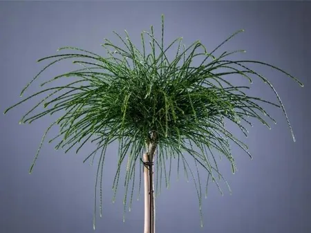 Siūlinė tuja ant koto 'Whipcord'