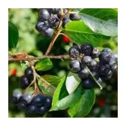 Šermukšnis 'Black Ruby'