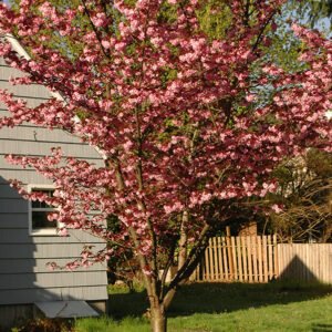 Sakura 'Royal Burgundy' - Image 2