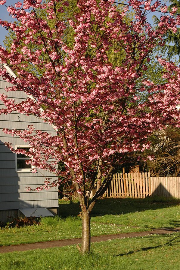 Sakura 'Royal Burgundy'