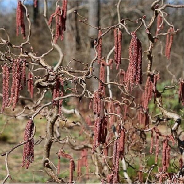 Lazdynas ant koto 'Red Majestic'