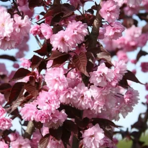 Sakura 'Royal Burgundy' - Image 1