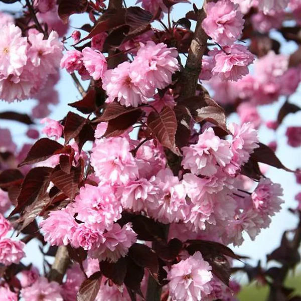 Sakura 'Royal Burgundy'