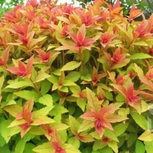 Japoninė lanksva 'Goldflame' - Image 2