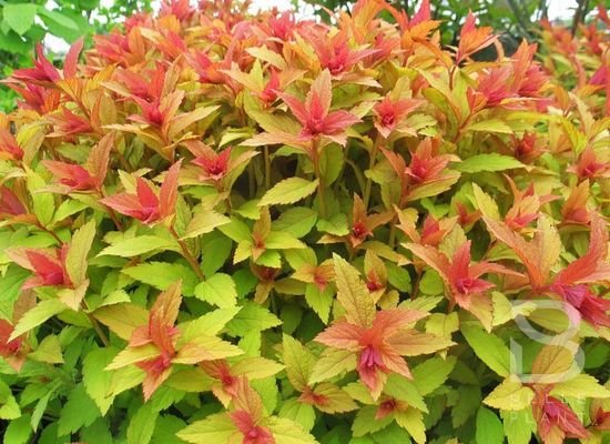 Japoninė lanksva 'Goldflame'