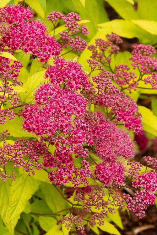Japoninė lanksva 'Goldflame'