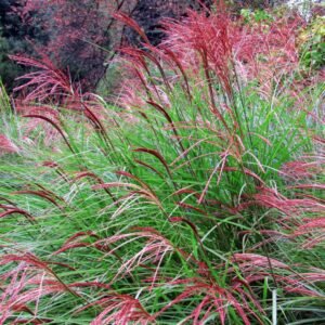 Kininis miskantas 'Red Chief' - Image 2