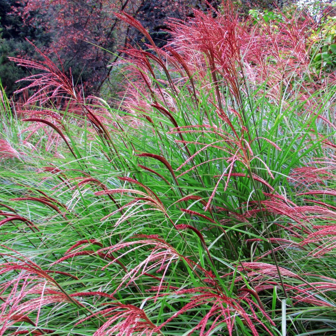 Kininis miskantas 'Red Chief' - Image 2