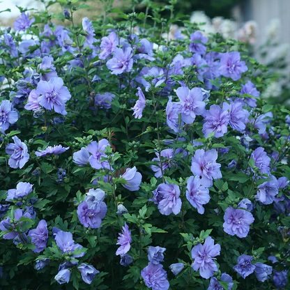 Kinrožė 'Blue Chiffon'
