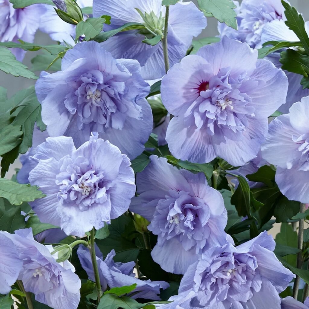 Kinrožė 'Blue Chiffon'