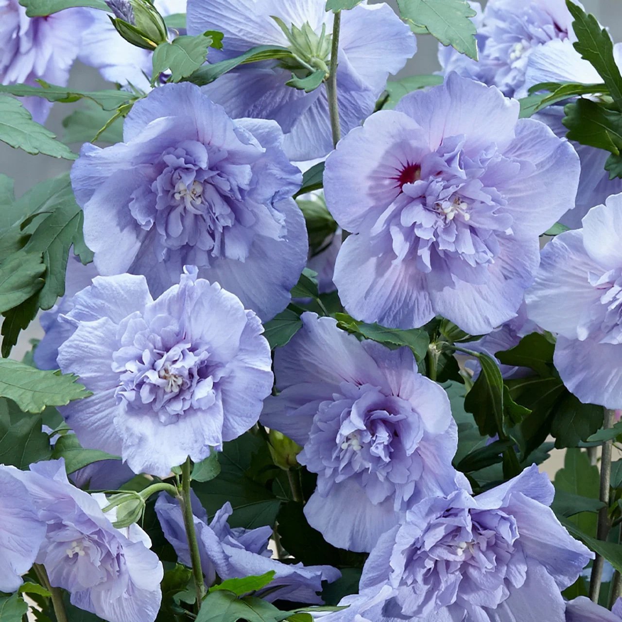 Kinrožė 'Blue Chiffon' - Image 1