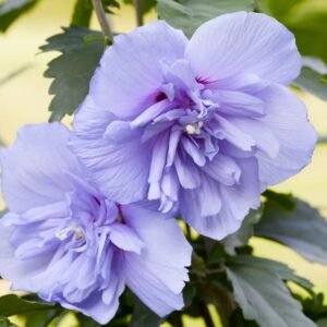Kinrožė 'Blue Chiffon' - Image 2
