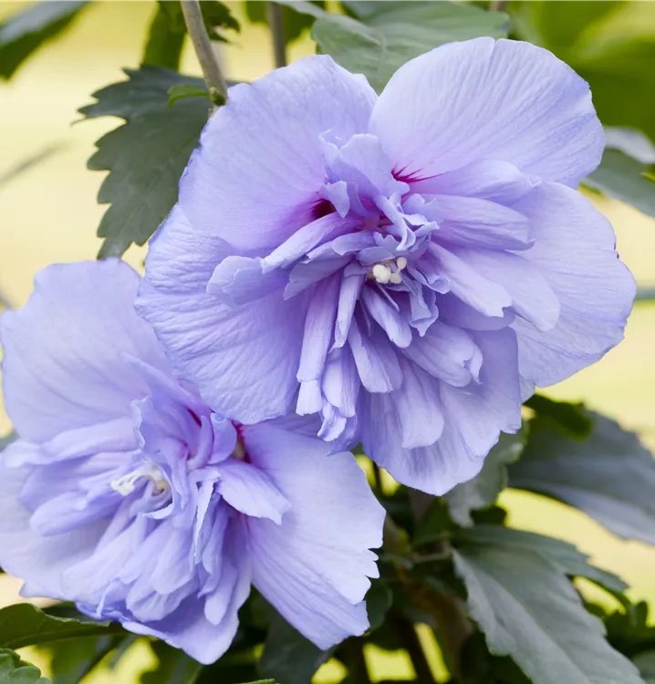 Kinrožė 'Blue Chiffon'