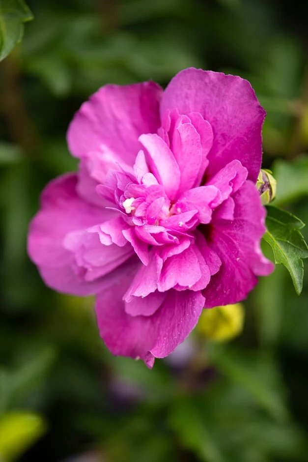 Sirinė kinrožė 'Purple Ruffles'