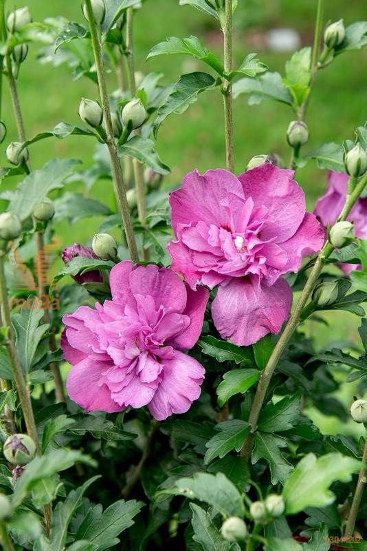 Sirinė kinrožė 'Purple Ruffles'